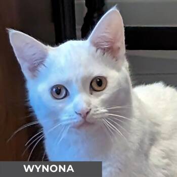 Rescue Domestic Short Hair Cats for Adoption in Toronto, Ontario - Wynona | PetCurious