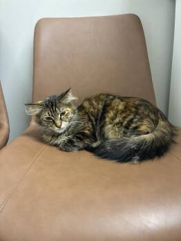 Leslie -  Domestic Long Hair Cat for Adoption in Marietta, Georgia - Leslie | PetCurious