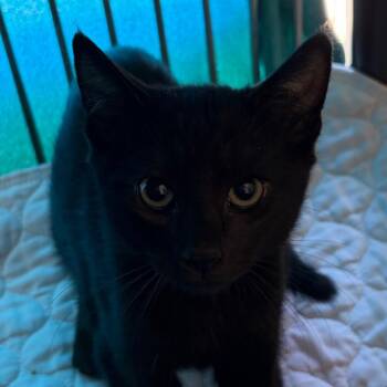 Catrick -  Domestic Short Hair Cat for Adoption in Goleta, California - Catrick | PetCurious