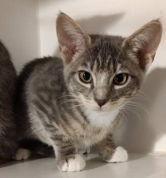 Azriel -  Domestic Short Hair Cat for Adoption in Phoenix, Arizona - Azriel | PetCurious