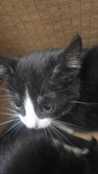 Domestic Short Hair Cats Available for Adoption in Wichita, Kansas - Bobby | PetCurious