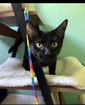 Wednesday Addams -  Domestic Short Hair Cat for Adoption in Chandler, Arizona - Wednesday Addams | PetCurious
