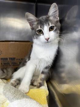 Lilikoi -  Domestic Medium Hair and Domestic Short Hair Cat for Adoption in Roseville, California - Lilikoi | PetCurious