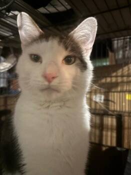 Kenai -  Domestic Short Hair Cat for Adoption in Grand Rapids, Michigan - Kenai | PetCurious
