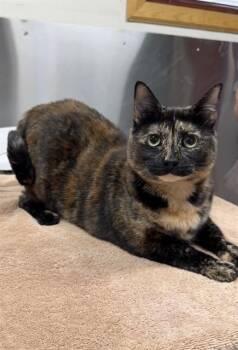 MINA -  Domestic Short Hair Cat for Adoption in Fairbanks, Alaska - MINA | PetCurious
