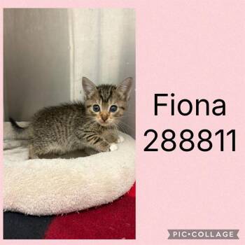 FIONA -  Domestic Short Hair Cat for Adoption in Macon, Georgia - FIONA | PetCurious