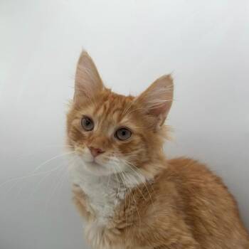 Domestic Long Hair Cats Available for Adoption - Golden Oreo | PetCurious