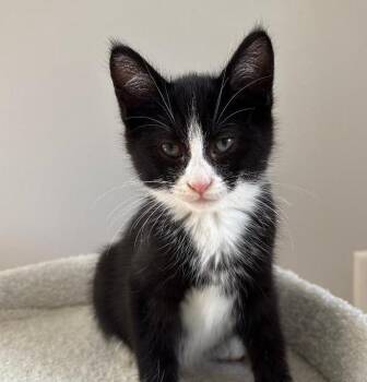 Mr. Big -  Domestic Short Hair Cat Available for Adoption in Irondequoit, New York - Mr. Big | PetCurious