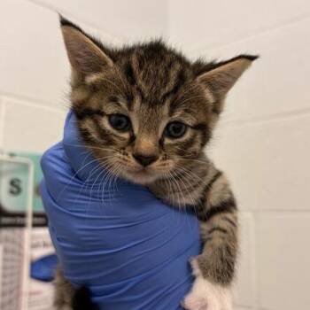 Domestic Short Hair Cats Available for Adoption in Marshall, Virginia - Bailey | PetCurious