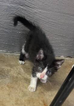 Rescue Domestic Short Hair Cats for Adoption in Vicksburg, Mississippi - Nexus | PetCurious