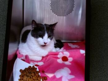 Domestic Short Hair Cats Available for Adoption in Albuquerque, New Mexico - UNO | PetCurious