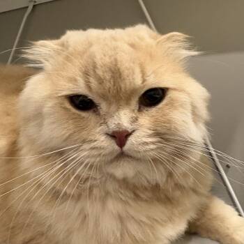 Theo -  Persian and Scottish Fold Cat for Adoption in Toronto, Ontario - Theo | PetCurious