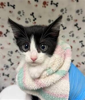 A1934680 -  Domestic Short Hair Cat for Adoption in Riverside, California - A1934680 | PetCurious