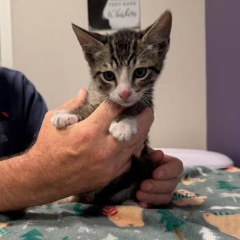 Domestic Short Hair Cats Available for Adoption in Englewood, Florida - Stanley | PetCurious