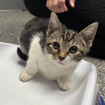 Domestic Short Hair Cats Available for Adoption - Cruella | PetCurious