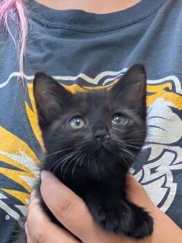 Rescue Domestic Short Hair Cats for Adoption in La Harpe, Kansas - Sapphire | PetCurious