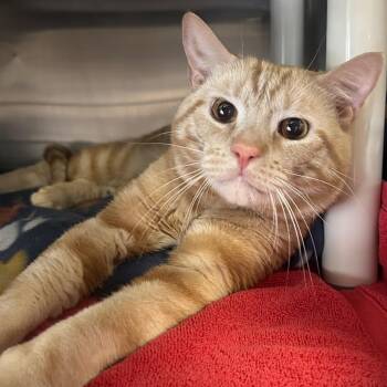 Domestic Short Hair Cats Available for Adoption - Pony Boy (Bonded With Zane) | PetCurious