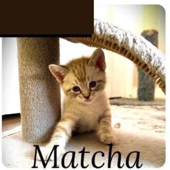 Matcha -  Siamese and Domestic Short Hair Cat for Adoption in Vacaville, California - Matcha | PetCurious