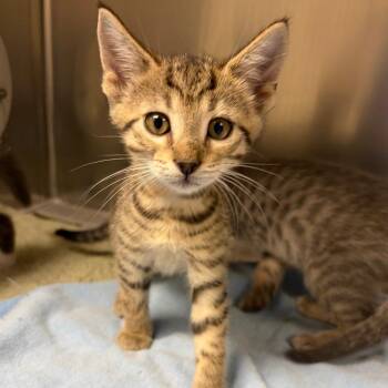Domestic Short Hair Cats Available for Adoption in Milton, Florida - Wildcat | PetCurious