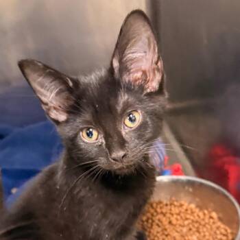 Wave -  Domestic Short Hair Cat for Adoption in Evansville, Indiana - Wave | PetCurious