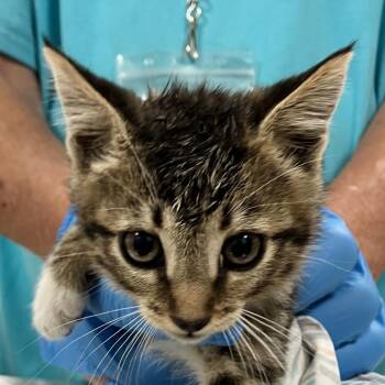 Domestic Short Hair Cats Available for Adoption in Las Cruces, New Mexico - 105937 | PetCurious