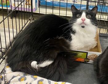 Domestic Long Hair and Domestic Medium Hair Cats Available for Adoption in Red Bank, New Jersey - Dice | PetCurious