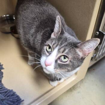 Clove -  Tabby Cat for Adoption in Clarksville, Virginia - Clove | PetCurious