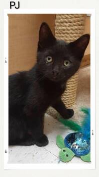Domestic Short Hair Cats Available for Adoption in Caistor Centre, Ontario - PJ | PetCurious