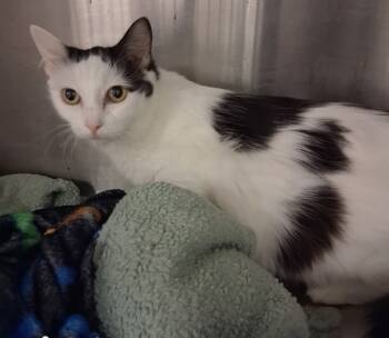 Rescue Domestic Medium Hair Cats for Adoption in Tulare, California - Willow | PetCurious