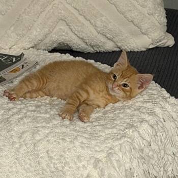 Sneakers -  Domestic Short Hair Cat for Adoption in Fairfax Station, Virginia - Sneakers | PetCurious