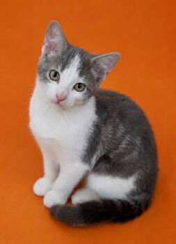 Mariah -  Domestic Short Hair Cat for Adoption in Columbia, Tennessee - Mariah | PetCurious