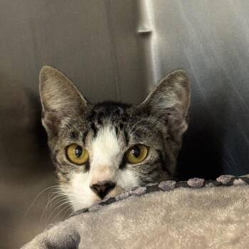 Elroy -  Domestic Short Hair Cat for Adoption in West Palm Beach, Florida - Elroy | PetCurious