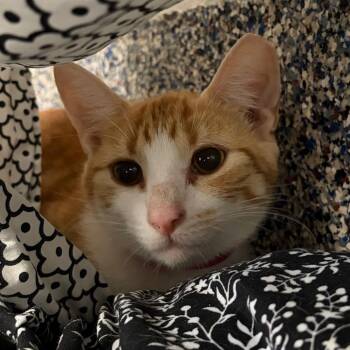 Arlene -  Domestic Short Hair Cat for Adoption in Fairport, New York - Arlene | PetCurious