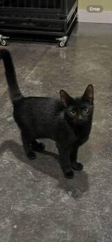 Midnight -  Domestic Short Hair Cat for Adoption in Harrodsburg, Kentucky - Midnight | PetCurious