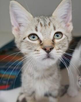 Yield -  Domestic Short Hair Cat for Adoption in Fishers, Indiana - Yield | PetCurious