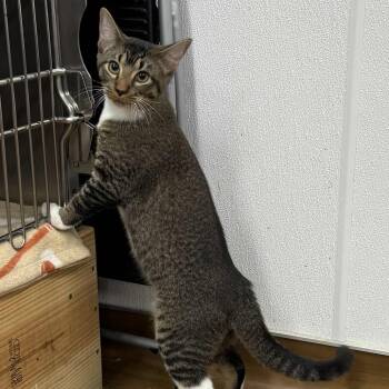 Rescue Domestic Short Hair Cats for Adoption in Beaumont, Texas - Momo | PetCurious