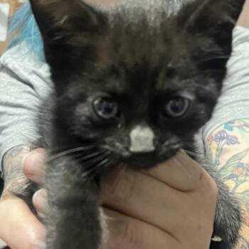 Clark Gable -  Domestic Short Hair Cat for Adoption in Sioux Falls, South Dakota - Clark Gable | PetCurious