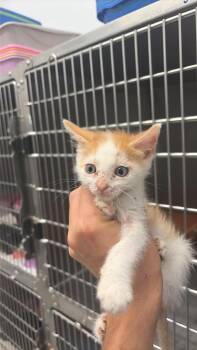 Gabanna -  Domestic Short Hair Cat for Adoption in Republic, Missouri - Gabanna | PetCurious
