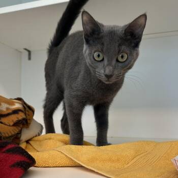 Chicken Chalupa (ID 52231) -  Domestic Short Hair Cat for Adoption in Manassas, Virginia - Chicken Chalupa (ID 52231) | PetCurious