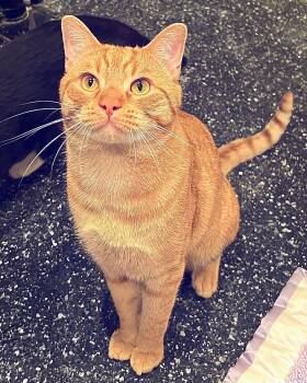 Rescue Domestic Short Hair Cats for Adoption in Waltham, Massachusetts - Nico, Gumdrop, And Gingerbread | PetCurious