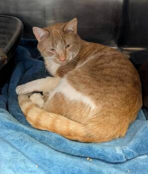 Tabby Cats Available for Adoption - Twinkie (Neutered) | PetCurious