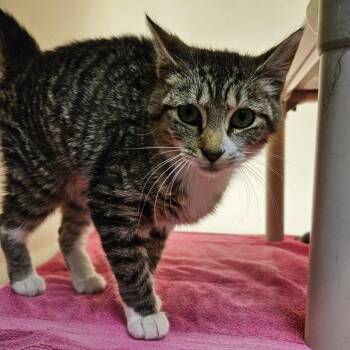 Toodles -  Domestic Short Hair Cat for Adoption in Harrisonburg, Virginia - Toodles | PetCurious