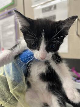 PINA COLADA -  Domestic Short Hair Cat for Adoption in Las Vegas, Nevada - PINA COLADA | PetCurious