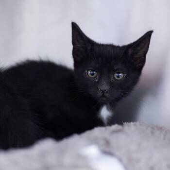 Scotch Bonnet -  Domestic Short Hair Cat for Adoption in Wilmington, Delaware - Scotch Bonnet | PetCurious