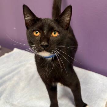 Ralph -  Domestic Short Hair Cat for Adoption in Englewood, Florida - Ralph | PetCurious