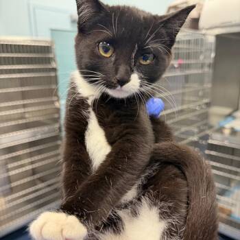 Desert -  Domestic Short Hair Cat for Adoption in Greensboro, North Carolina - Desert | PetCurious