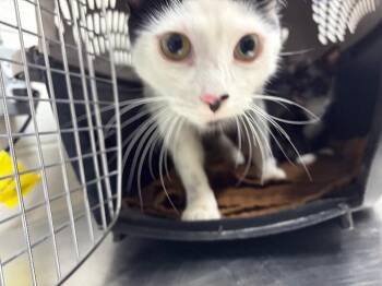 Domestic Short Hair Cats Available for Adoption in Fruit Heights, Utah - Dee Dee | PetCurious