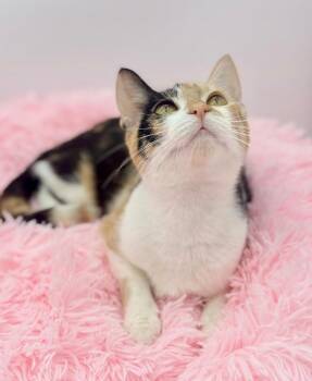 Perlah -  Calico Cat for Adoption in Covington, Louisiana - Perlah | PetCurious