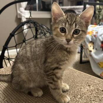 Domestic Short Hair Cats Available for Adoption in Evansville, Indiana - Regina | PetCurious