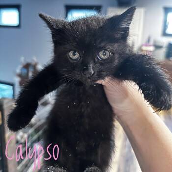 Calypso -  Domestic Short Hair Cat for Adoption in Bethel, Ohio - Calypso | PetCurious
